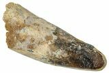 Fossil Spinosaurus Tooth - Real Dinosaur Tooth #273777-1